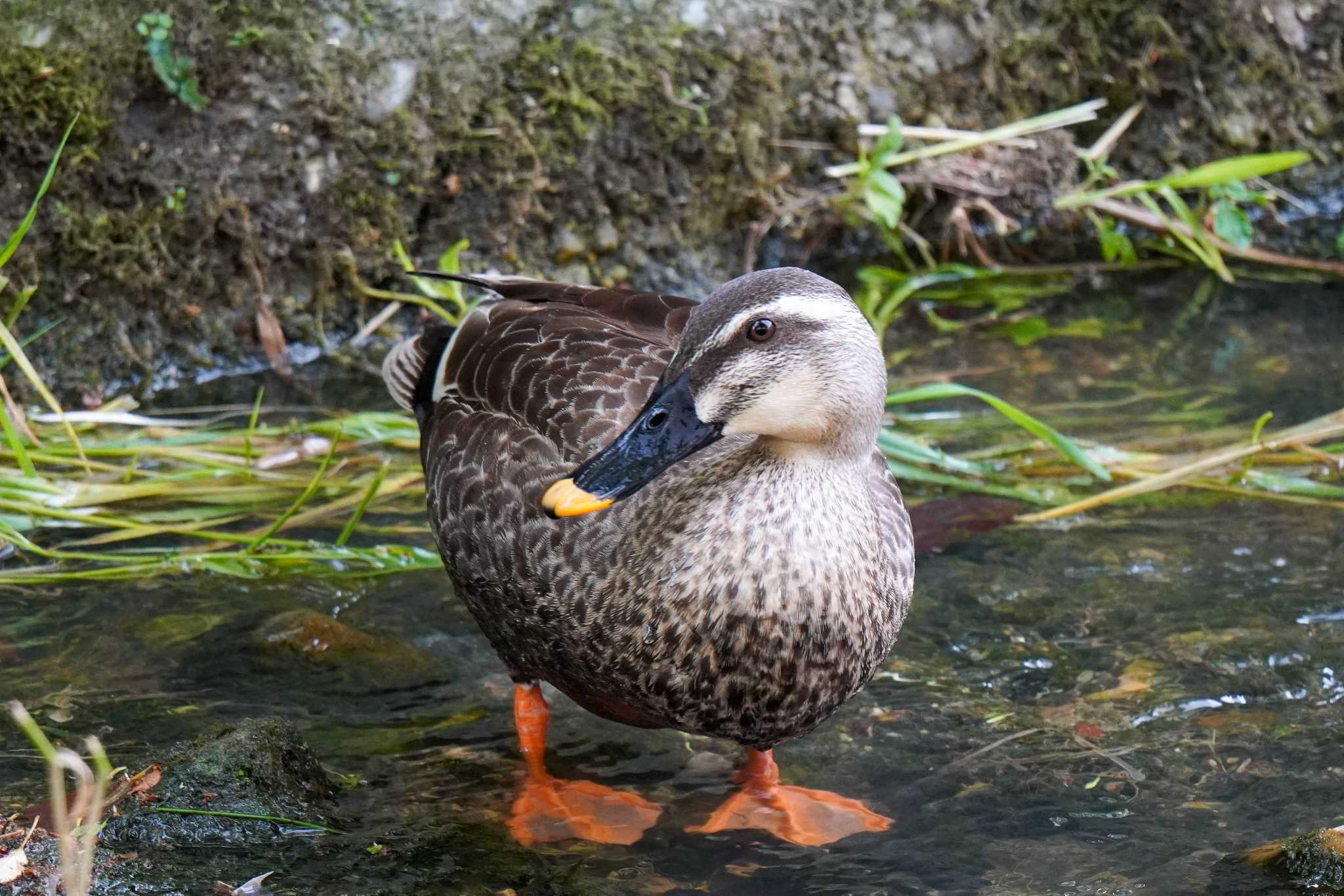 水無瀬川緑道(愛知県 豊田市) カルガモの写真