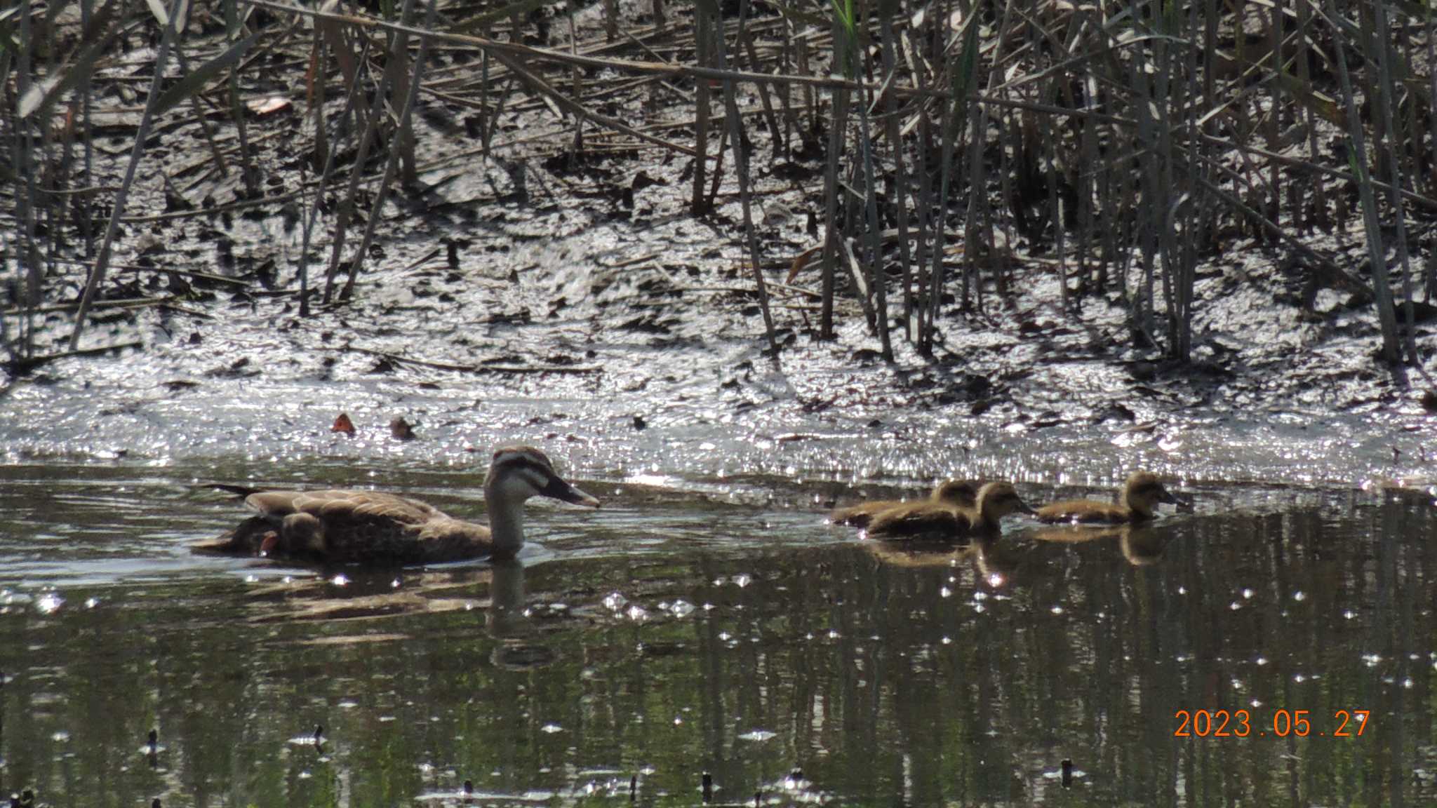 葛西臨海公園 カルガモの写真