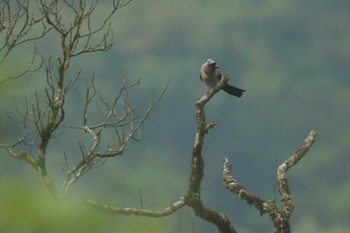 Grey Treepie ベトナム Wed, 5/3/2023