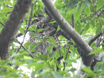 Sun, 5/28/2023 Birding report at 野木神社(栃木県)