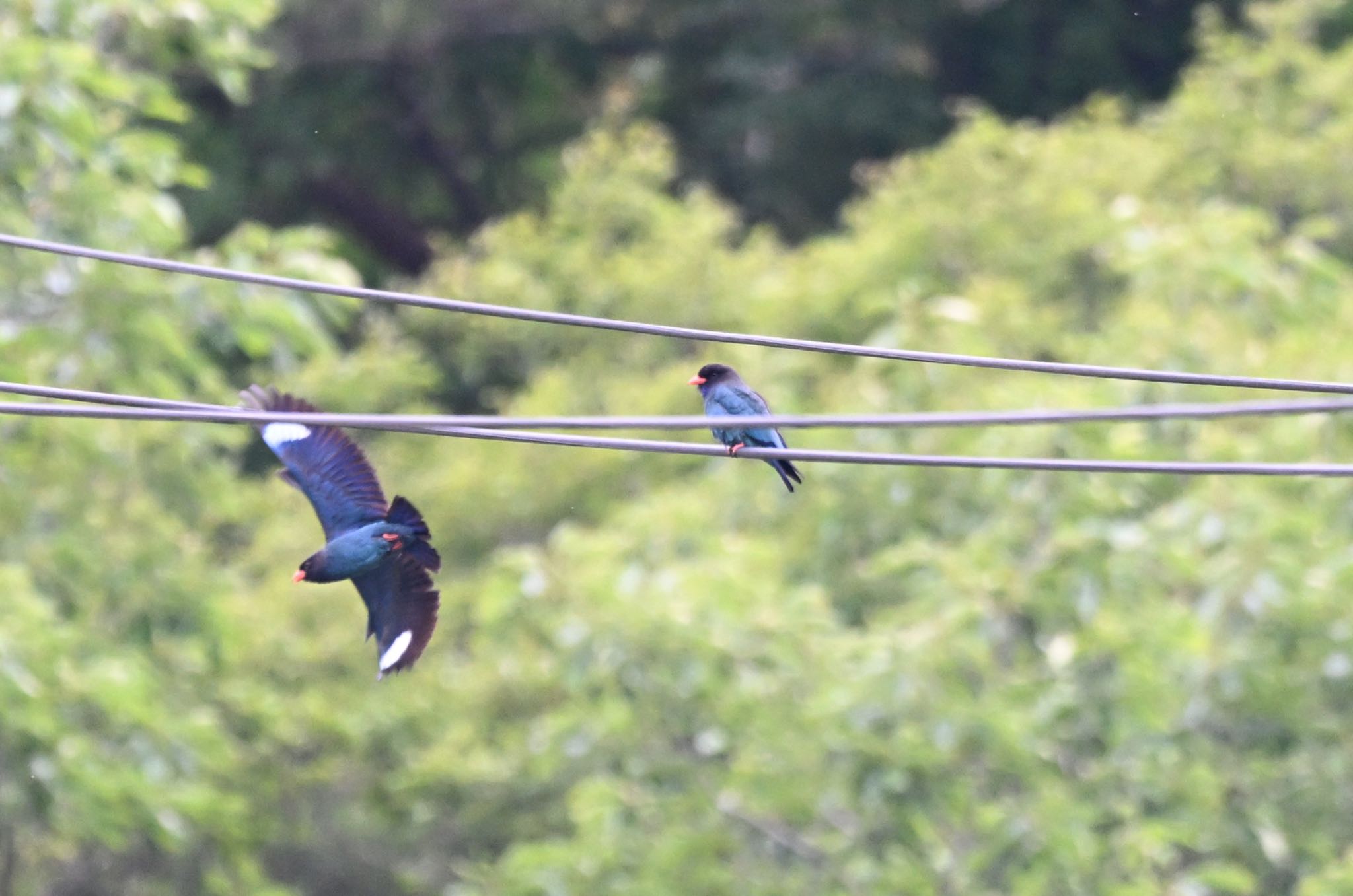 天龍村 アムロいきまーす ブッポウソウの写真