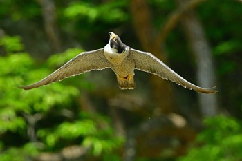 ハヤブサ 青葉山公園 2023年5月27日(土)