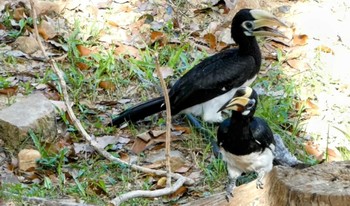 Oriental Pied Hornbill ランカウィ島(ペルジャヤ・ランカウイリゾート) Sun, 5/14/2023