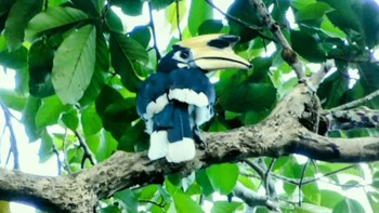 Oriental Pied Hornbill ランカウィ島(ペルジャヤ・ランカウイリゾート) Sat, 5/13/2023