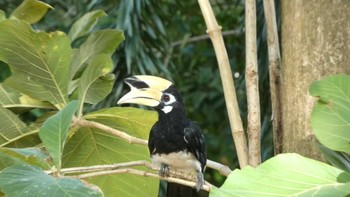 Oriental Pied Hornbill ランカウィ島(ペルジャヤ・ランカウイリゾート) Sun, 5/14/2023