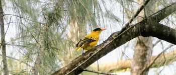 Black-naped Oriole ランカウィ島(ペランギビーチリゾート) Mon, 5/15/2023