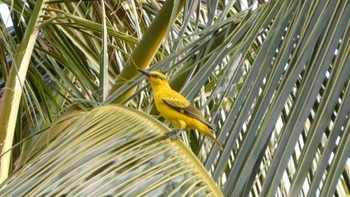 Black-naped Oriole ランカウィ島(ペランギビーチリゾート) Thu, 5/18/2023