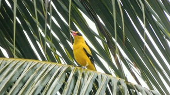 Black-naped Oriole ランカウィ島(ペランギビーチリゾート) Tue, 5/16/2023