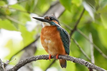 2023年5月28日(日) 八ッ谷池(豊田市)の野鳥観察記録