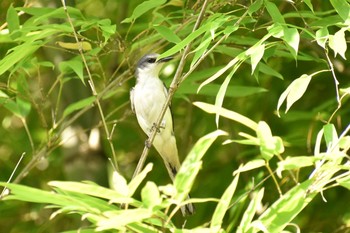 サンショウクイ 場所が不明 2018年7月8日(日)