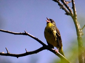 2023年5月27日(土) 戦場ヶ原の野鳥観察記録