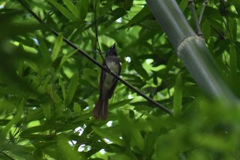 サンコウチョウ 場所が不明 2018年7月8日(日)