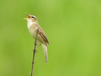 Black-browed Reed Warbler 群馬県 Sun, 5/28/2023