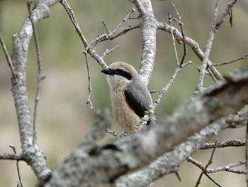 Bull-headed Shrike Kirigamine Highland Sun, 5/28/2023