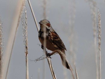 Chestnut-eared Bunting Kirigamine Highland Sun, 5/28/2023