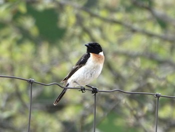 Amur Stonechat Kirigamine Highland Sun, 5/28/2023