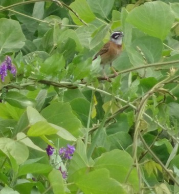 Meadow Bunting 多摩川(浅川合流付近) Sun, 5/28/2023