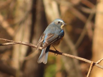 Red-flanked Bluetail 上高地 Sat, 4/22/2023