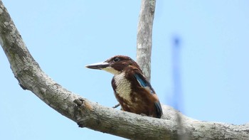 White-throated Kingfisher ランカウィ島(お米博物館) Wed, 5/17/2023