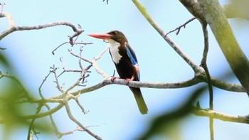 White-throated Kingfisher ランカウィ島(お米博物館) Wed, 5/17/2023