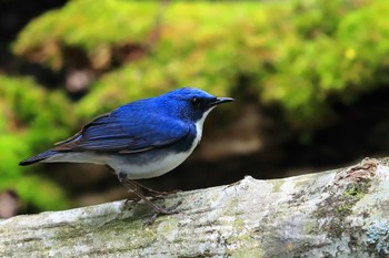 Siberian Blue Robin Unknown Spots Unknown Date