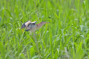 Yellow Bittern 印旛沼 Sun, 5/28/2023