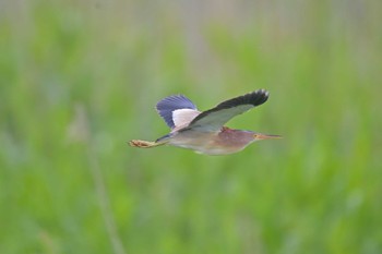 Yellow Bittern 印旛沼 Sun, 5/28/2023