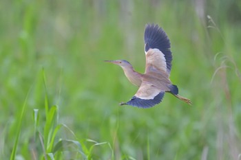 Yellow Bittern 印旛沼 Sun, 5/28/2023