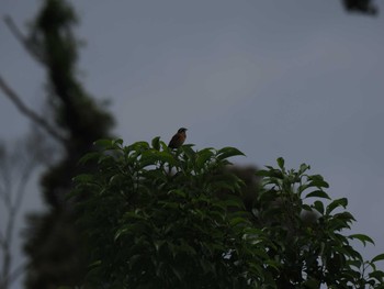 Meadow Bunting 桶ケ谷沼 Sun, 5/28/2023