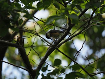 Willow Tit 桶ケ谷沼 Sun, 5/28/2023