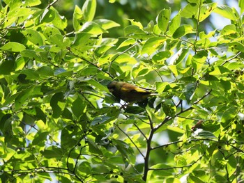 Grey-capped Greenfinch 桶ケ谷沼 Sun, 5/28/2023