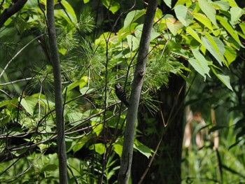 Japanese Pygmy Woodpecker 桶ケ谷沼 Sun, 5/28/2023