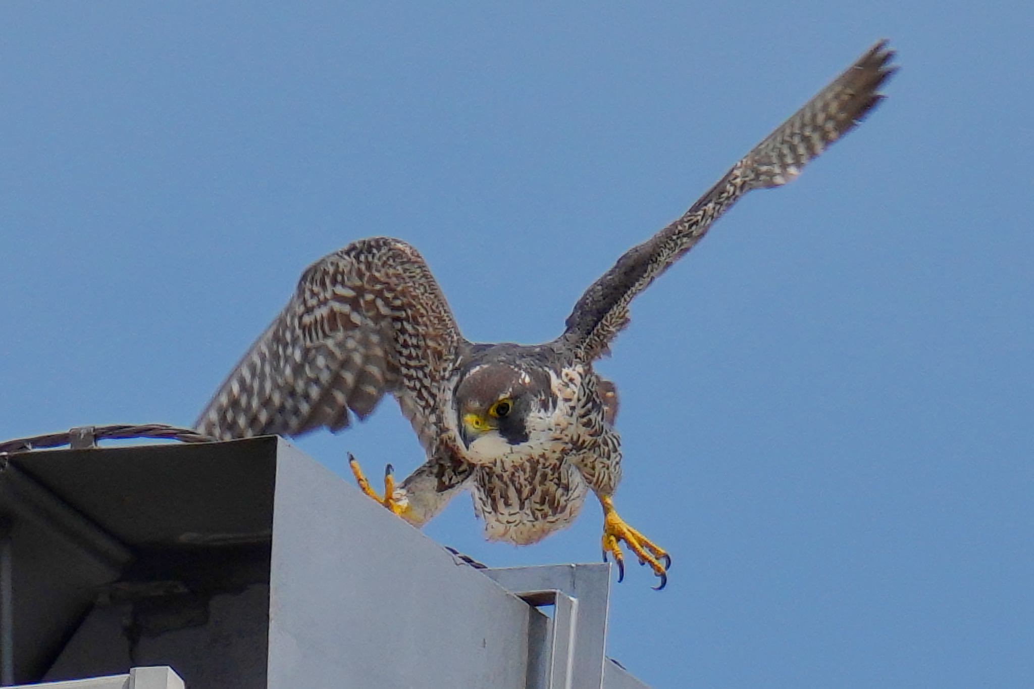 Photo of Peregrine Falcon at Sambanze Tideland by アポちん