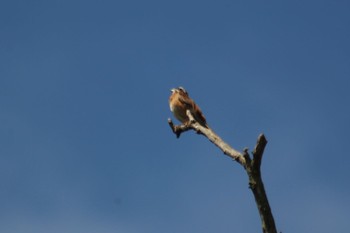 2018年7月9日(月) 羽村市多摩川の野鳥観察記録