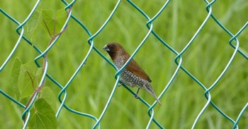 Scaly-breasted Munia ランカウィ島(お米博物館) Wed, 5/17/2023