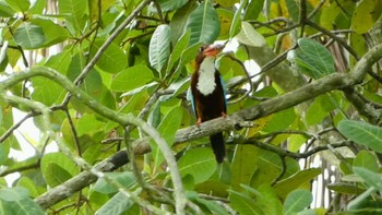 White-throated Kingfisher ランカウィ島(お米博物館) Tue, 5/16/2023