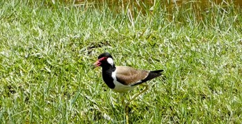 Red-wattled Lapwing ランカウィ島(お米博物館) Thu, 5/18/2023