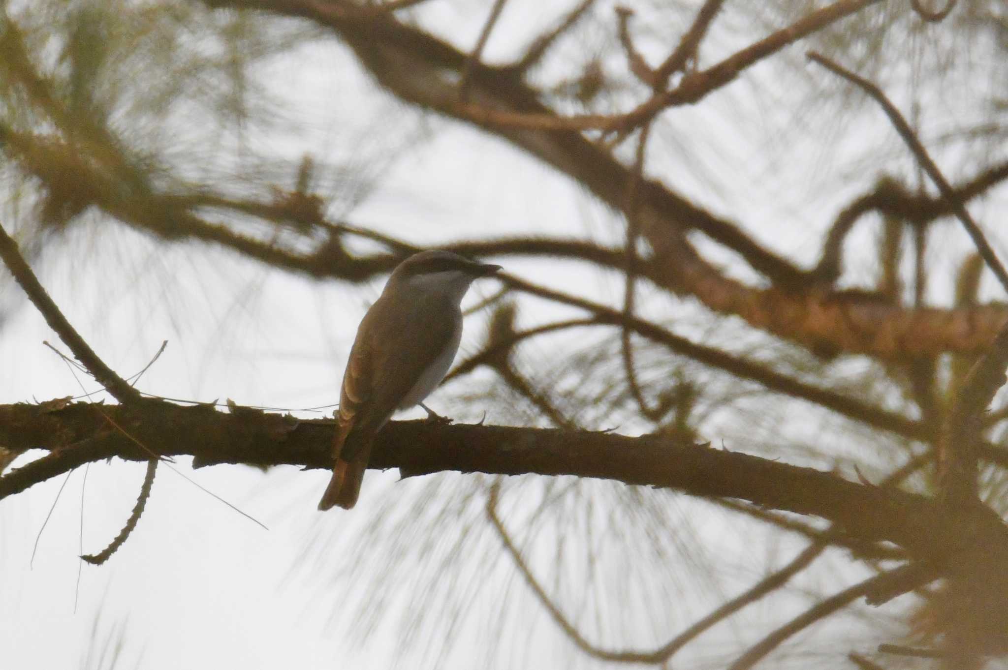 Large Woodshrike