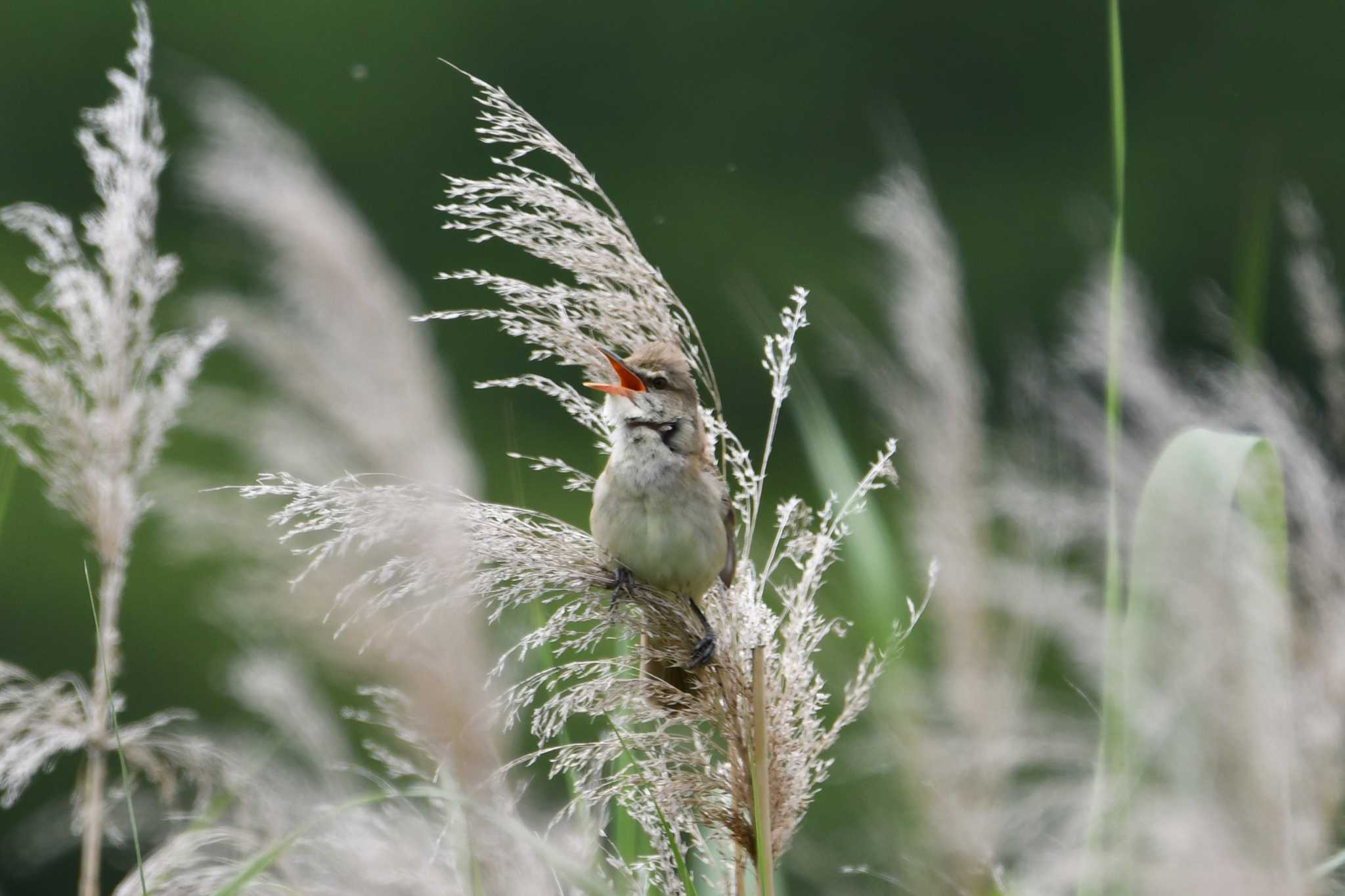 Photo of Oriental Reed Warbler at Isanuma by のぶ