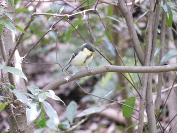 Japanese Tit Higashitakane Forest park Sun, 5/28/2023