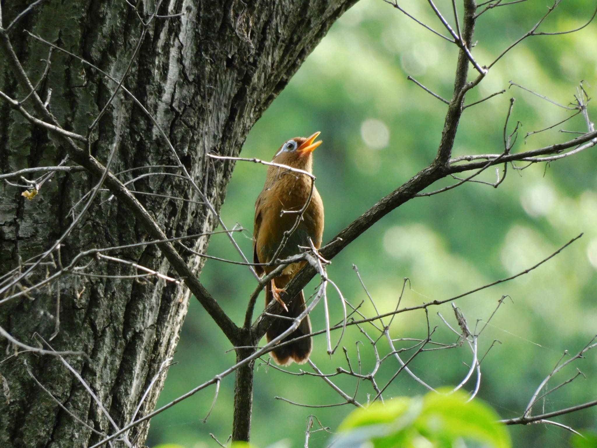 Photo of Chinese Hwamei at Higashitakane Forest park by 杜鵑