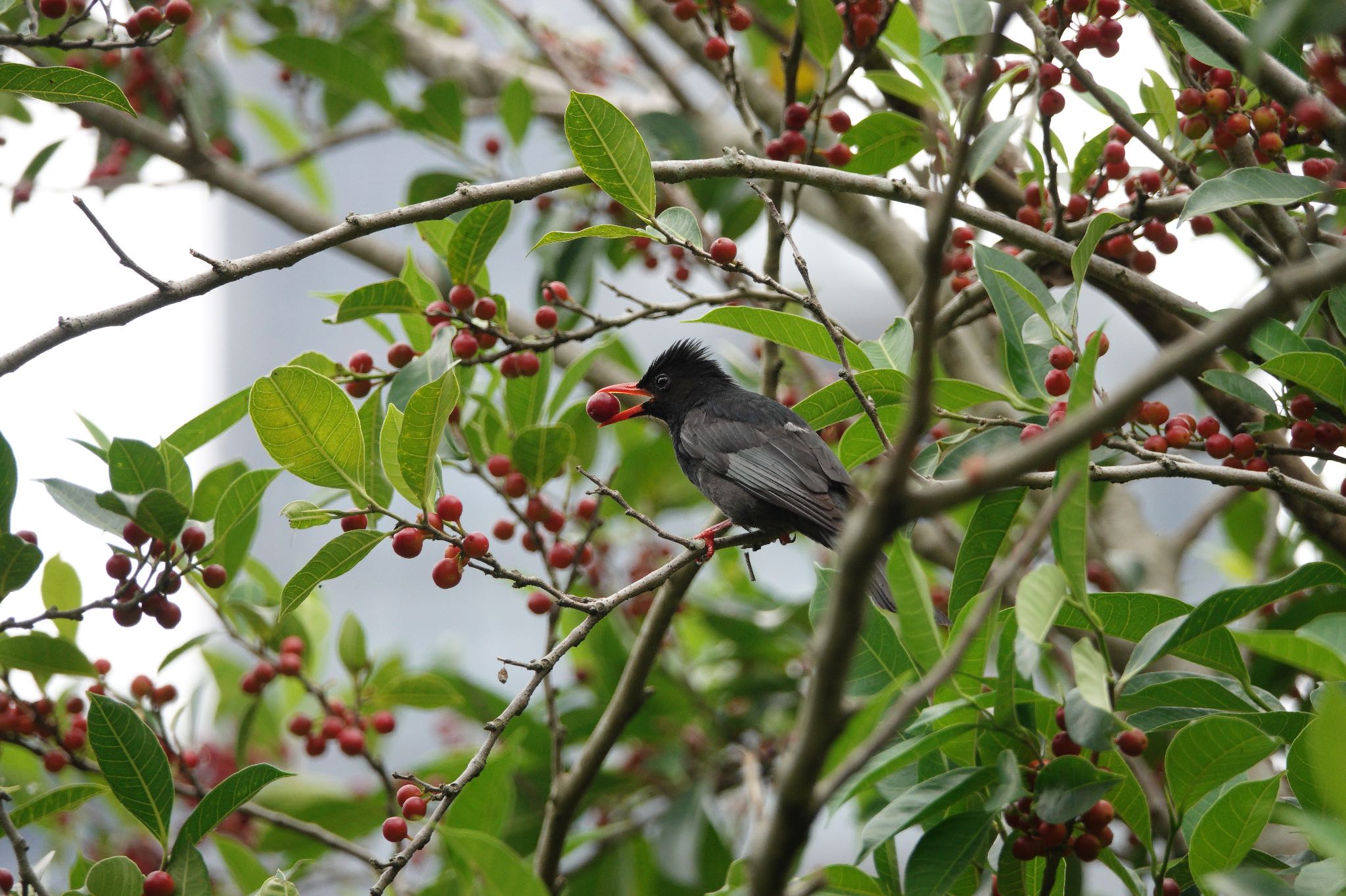 Black Bulbul