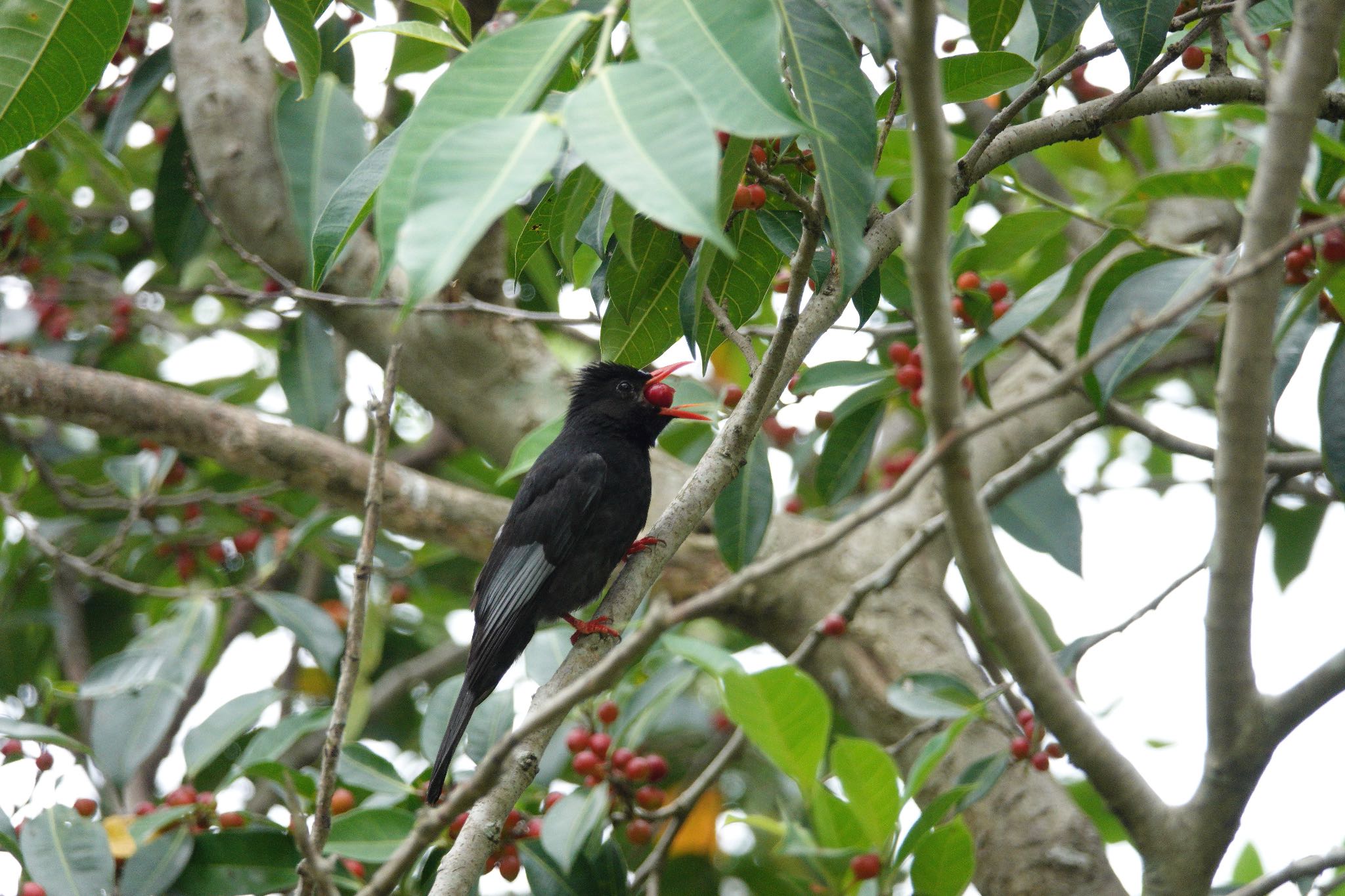 Photo of Black Bulbul at 大安森林公園 by のどか