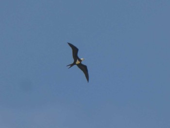 Lesser Frigatebird Yoron Island Mon, 7/9/2018