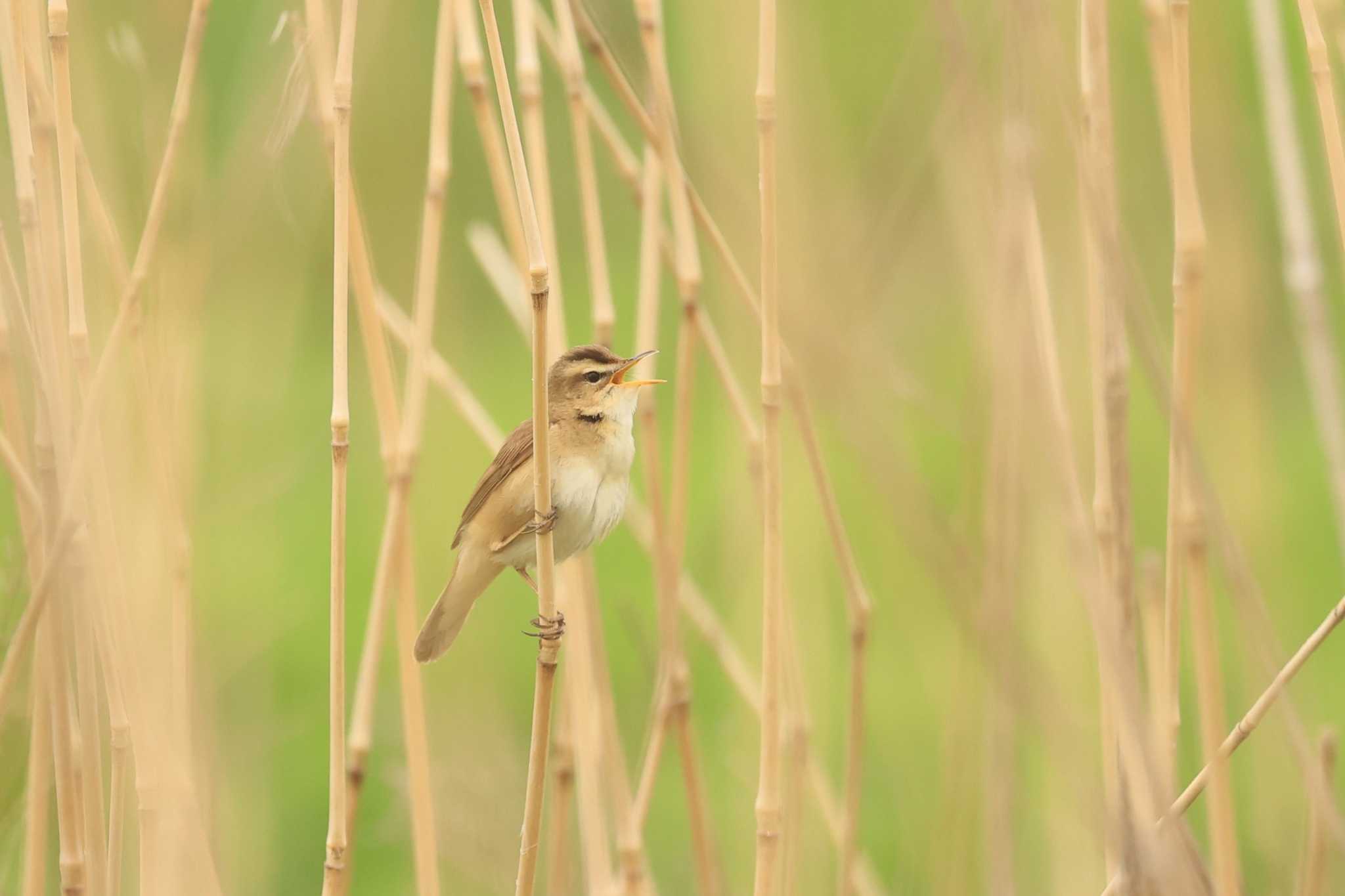 Black-browed Reed Warbler