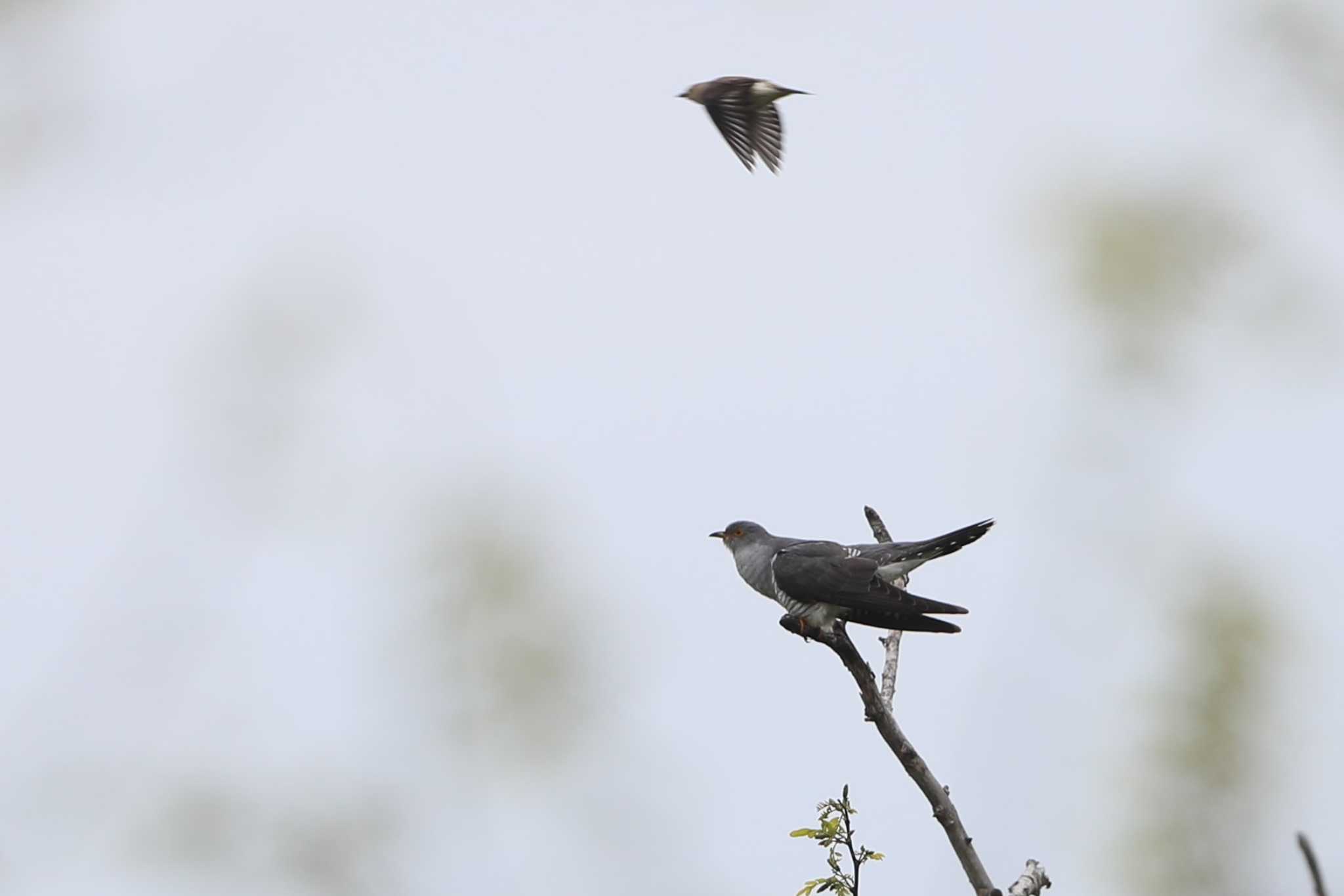 Common Cuckoo