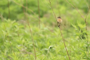 Sun, 5/28/2023 Birding report at 北海道　函館市　函館空港