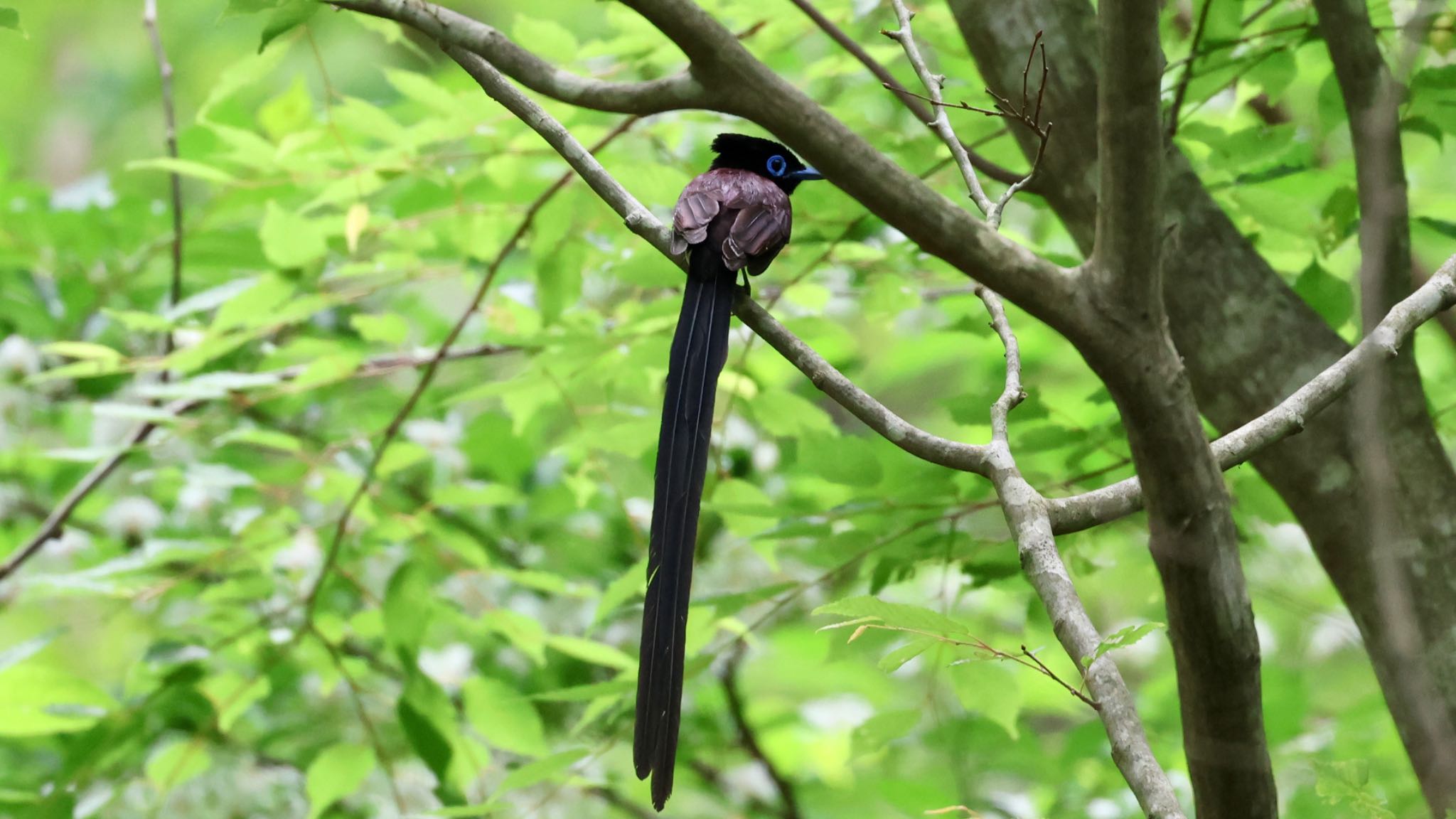 Photo of Black Paradise Flycatcher at 箕面山 by 洗濯バサミ