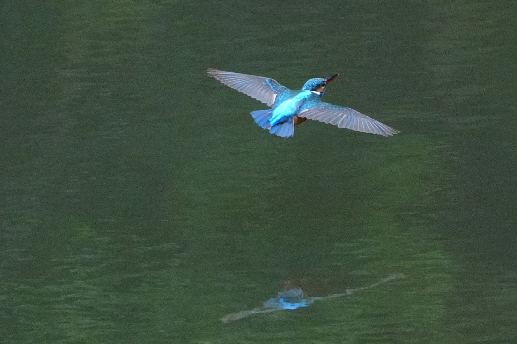 Photo of Common Kingfisher at 千里中央公園(大阪府豊中市) by アルキュオン