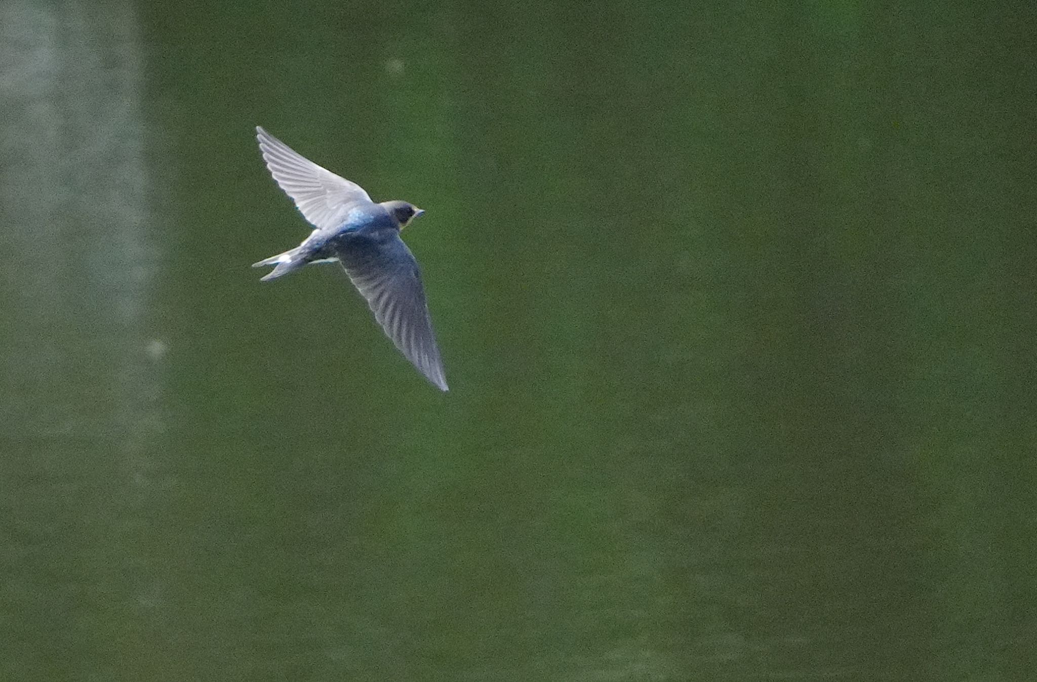 Photo of Barn Swallow at 千里中央公園(大阪府豊中市) by アルキュオン